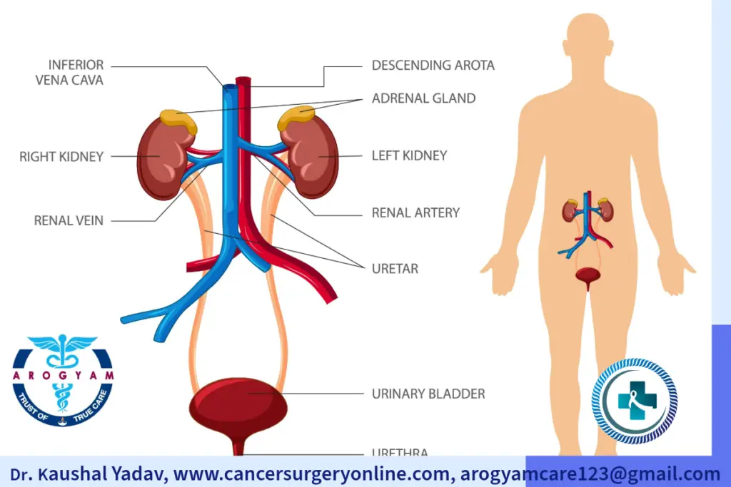 Kidney, Ureter, Urinary Bladder