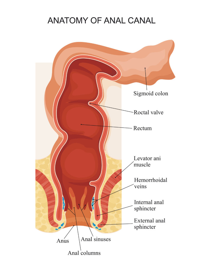 Parts of rectum and anal sphincter