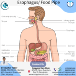 What is esophagus or foodpipe